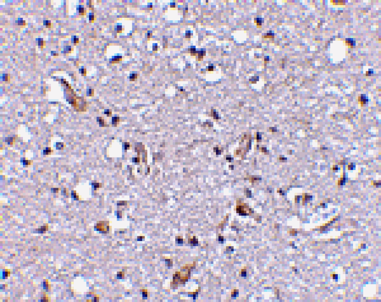 Immunohistochemistry - Nhe-1 Antibody from Signalway Antibody (24598) - Antibodies.com