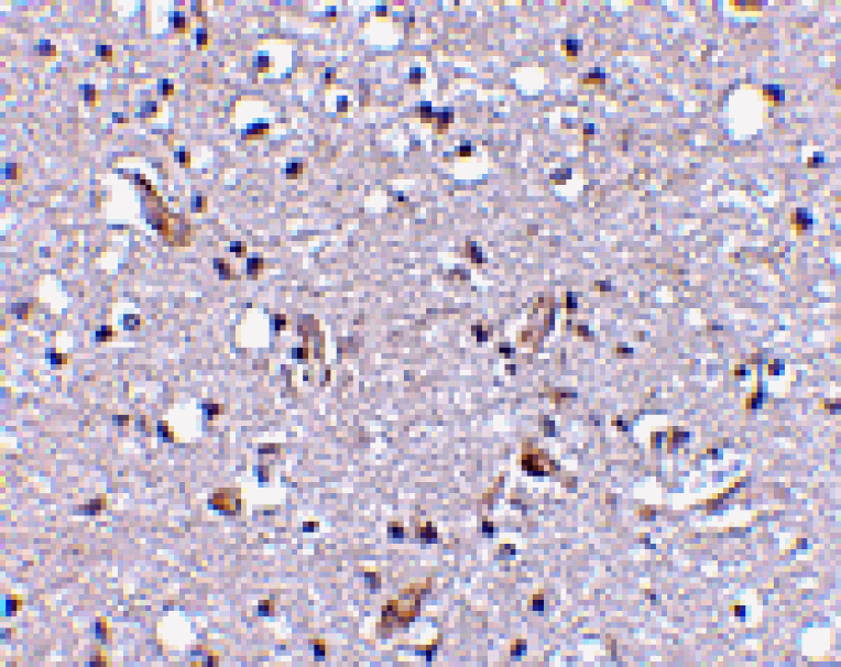 Immunohistochemistry - Nhe-1 Antibody from Signalway Antibody (24598) - Antibodies.com