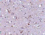 Immunohistochemistry - Nhe-1 Antibody from Signalway Antibody (24599) - Antibodies.com