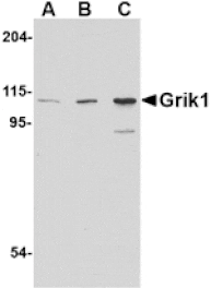 Western blot - Grik1 Antibody from Signalway Antibody (24600) - Antibodies.com
