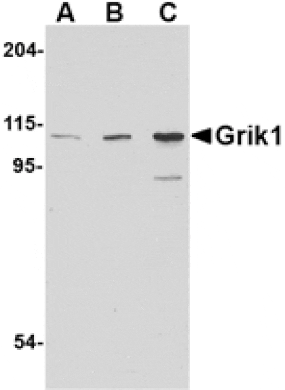 Western blot - Grik1 Antibody from Signalway Antibody (24600) - Antibodies.com