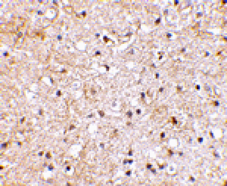 Immunohistochemistry - Grik1 Antibody from Signalway Antibody (24600) - Antibodies.com