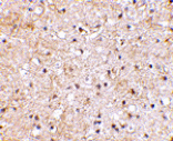 Immunohistochemistry - Grik1 Antibody from Signalway Antibody (24600) - Antibodies.com