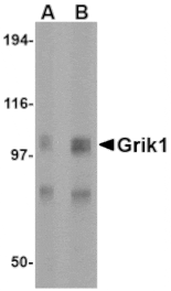 Western blot - Grik1 Antibody from Signalway Antibody (24601) - Antibodies.com