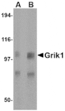 Western blot - Grik1 Antibody from Signalway Antibody (24601) - Antibodies.com