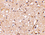 Immunohistochemistry - Grik1 Antibody from Signalway Antibody (24601) - Antibodies.com