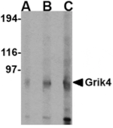 Western blot - Grik4 Antibody from Signalway Antibody (24604) - Antibodies.com