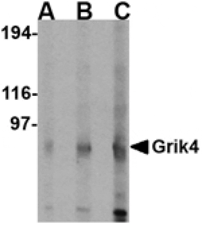 Western blot - Grik4 Antibody from Signalway Antibody (24604) - Antibodies.com