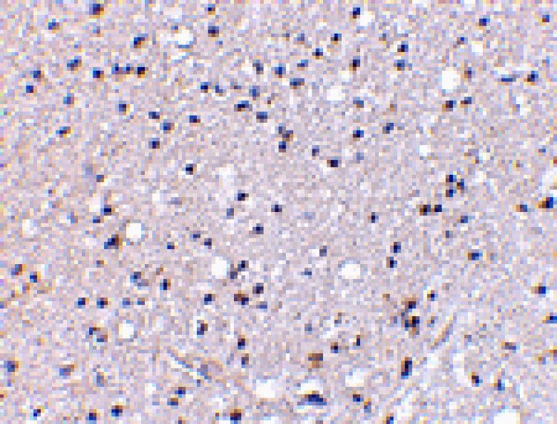 Immunohistochemistry - Grik4 Antibody from Signalway Antibody (24604) - Antibodies.com