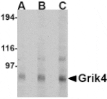 Western blot - Grik4 Antibody from Signalway Antibody (24605) - Antibodies.com