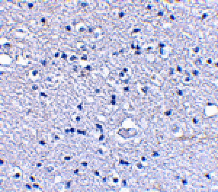 Immunohistochemistry - Grik4 Antibody from Signalway Antibody (24605) - Antibodies.com