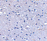 Immunohistochemistry - Grik4 Antibody from Signalway Antibody (24605) - Antibodies.com