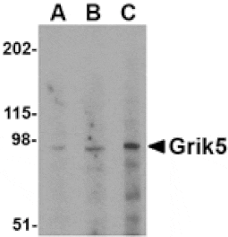 Western blot - Grik5 Antibody from Signalway Antibody (24606) - Antibodies.com