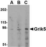 Western blot - Grik5 Antibody from Signalway Antibody (24606) - Antibodies.com