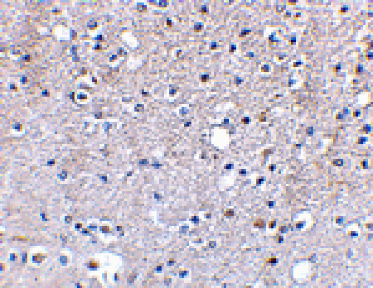 Immunohistochemistry - Grik5 Antibody from Signalway Antibody (24606) - Antibodies.com