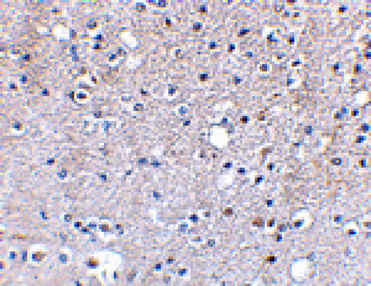 Immunohistochemistry - Grik5 Antibody from Signalway Antibody (24606) - Antibodies.com