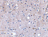 Immunohistochemistry - Grik5 Antibody from Signalway Antibody (24606) - Antibodies.com