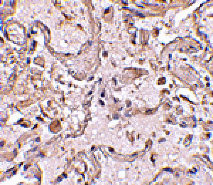 Immunohistochemistry - GSTP1 Antibody from Signalway Antibody (24614) - Antibodies.com