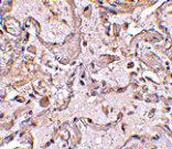 Immunohistochemistry - GSTP1 Antibody from Signalway Antibody (24614) - Antibodies.com