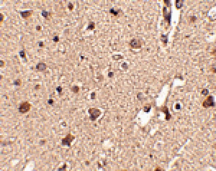 Immunohistochemistry - ATG12 Antibody from Signalway Antibody (24617) - Antibodies.com