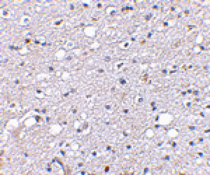 Immunohistochemistry - SIRT2 Antibody from Signalway Antibody (24641) - Antibodies.com