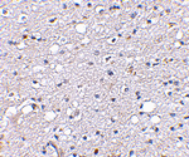Immunohistochemistry - SIRT2 Antibody from Signalway Antibody (24641) - Antibodies.com