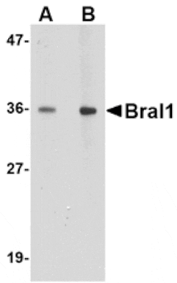 Western blot - BRAL1 Antibody from Signalway Antibody (24646) - Antibodies.com