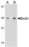 Western blot - BRAL1 Antibody from Signalway Antibody (24646) - Antibodies.com