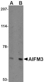 Western blot - AIFM3 Antibody from Signalway Antibody (24658) - Antibodies.com