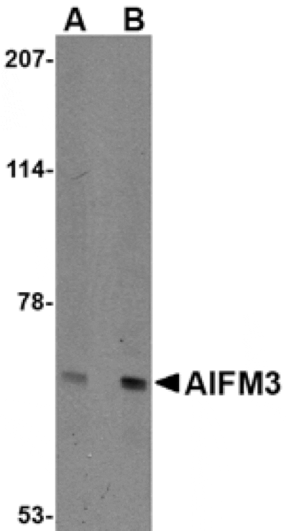 Western blot - AIFM3 Antibody from Signalway Antibody (24658) - Antibodies.com