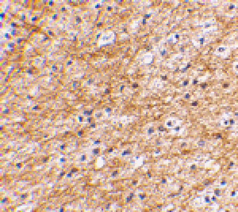 Immunohistochemistry - AIFM3 Antibody from Signalway Antibody (24658) - Antibodies.com