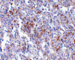 Immunohistochemistry - EVER1 Antibody from Signalway Antibody (24663) - Antibodies.com