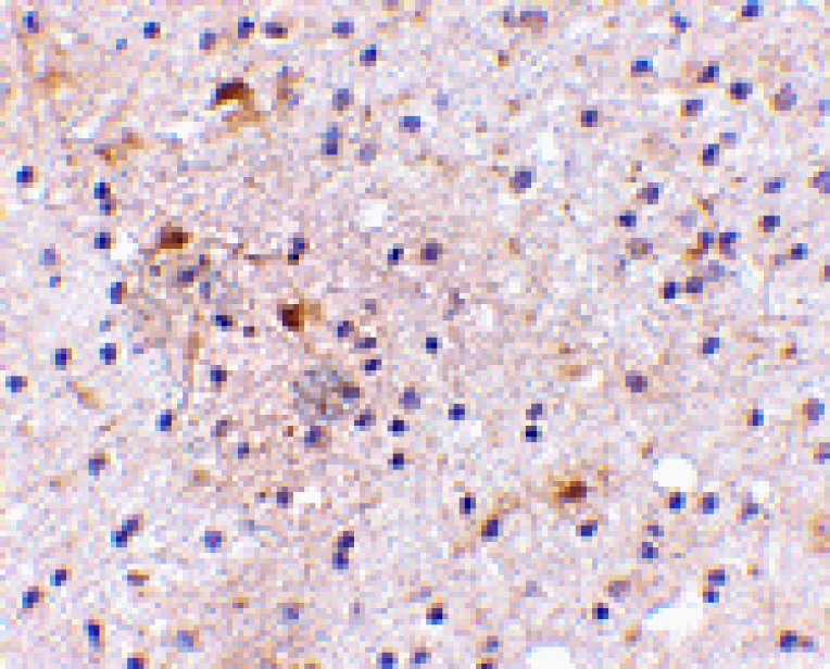 Immunohistochemistry - CAPS1 Antibody from Signalway Antibody (24668) - Antibodies.com