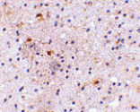 Immunohistochemistry - CAPS1 Antibody from Signalway Antibody (24668) - Antibodies.com