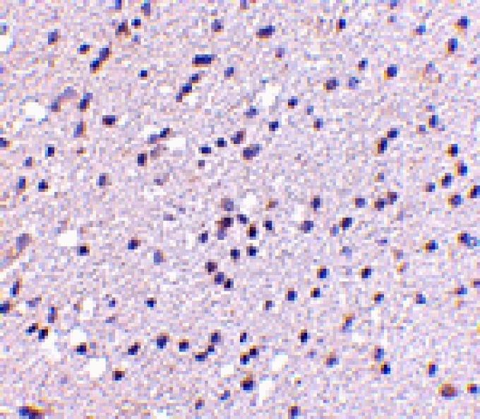 Immunohistochemistry - CAPS2 Antibody from Signalway Antibody (24670) - Antibodies.com