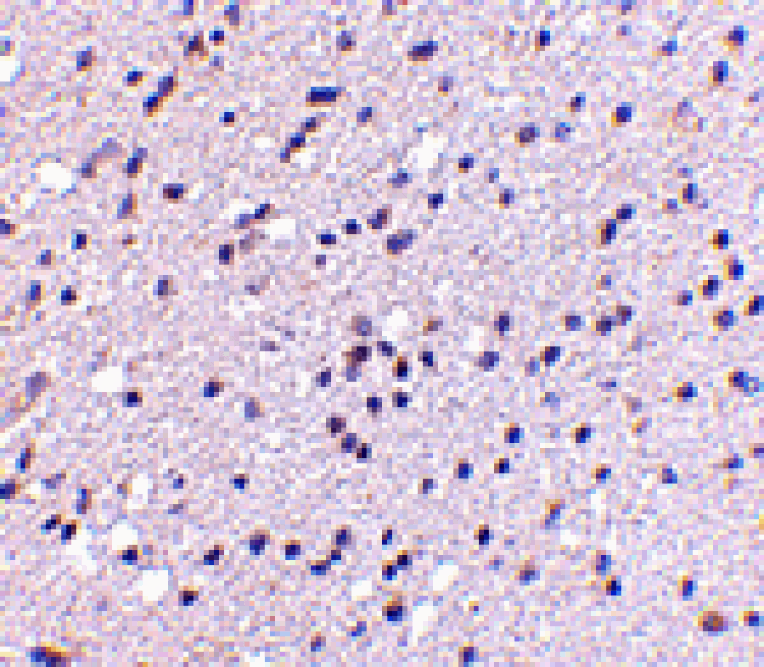 Immunohistochemistry - CAPS2 Antibody from Signalway Antibody (24670) - Antibodies.com