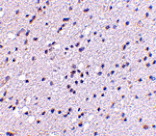 Immunohistochemistry - CAPS2 Antibody from Signalway Antibody (24670) - Antibodies.com