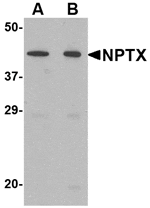 Western blot analysis of NPTX2 in mouse brain tissue lysate with NPTX2 antibody at (A) 0.5 and (B) 1 µg/mL.