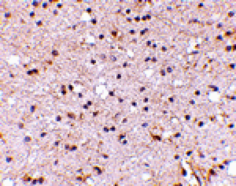 Immunohistochemistry - NPTX2 Antibody from Signalway Antibody (24673) - Antibodies.com