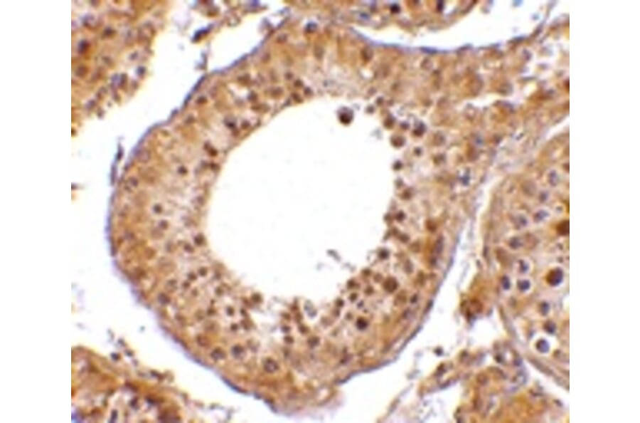 Immunohistochemistry - RGPD5 Antibody from Signalway Antibody (24674) - Antibodies.com