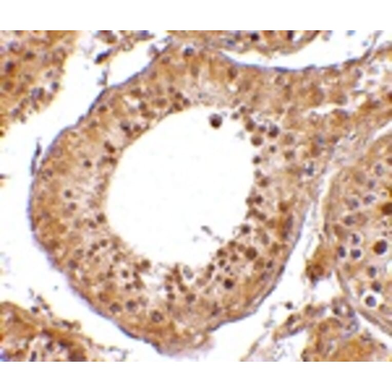 Immunohistochemistry - RGPD5 Antibody from Signalway Antibody (24674) - Antibodies.com