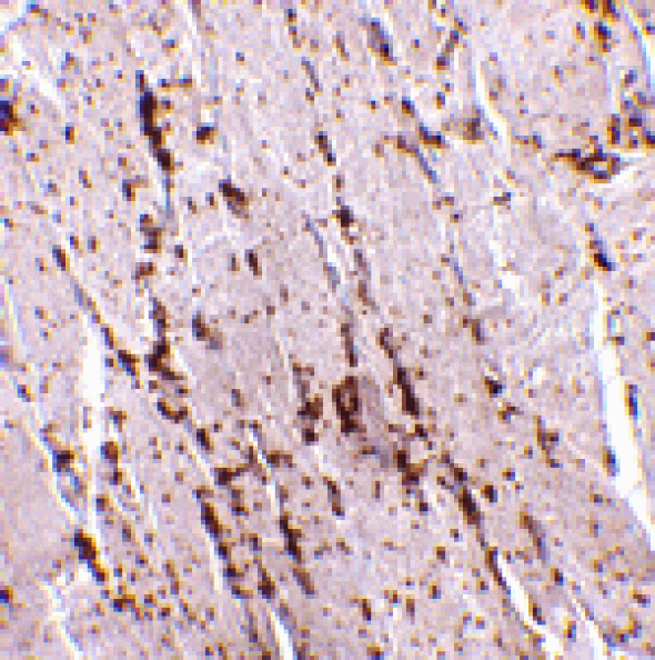Immunohistochemistry - LIMP2 Antibody from Signalway Antibody (24691) - Antibodies.com