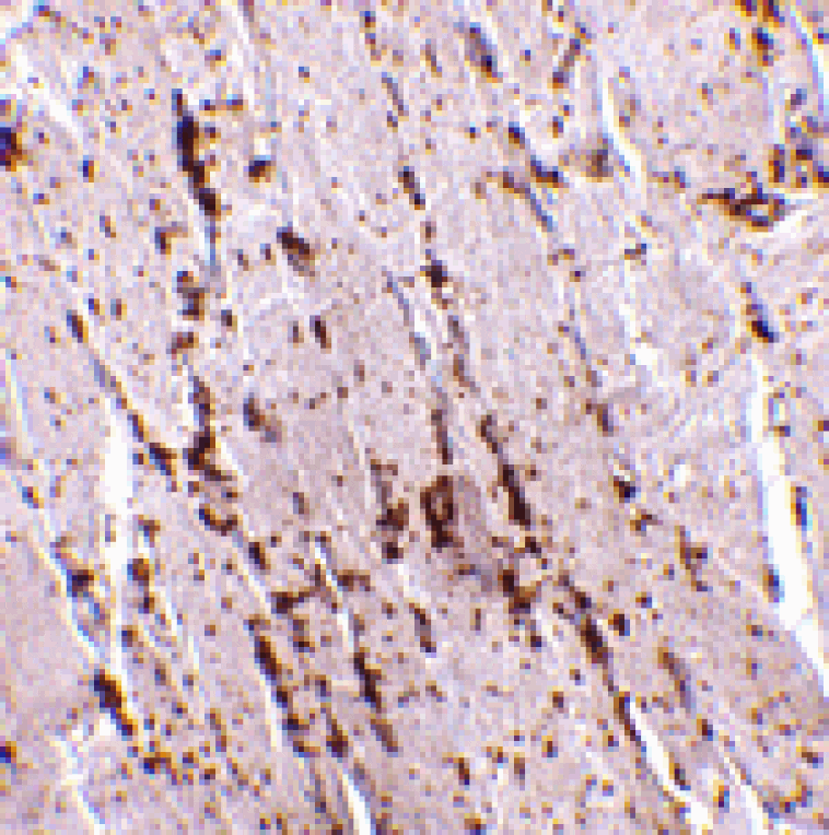 Immunohistochemistry - LIMP2 Antibody from Signalway Antibody (24691) - Antibodies.com