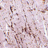 Immunohistochemistry - LIMP2 Antibody from Signalway Antibody (24691) - Antibodies.com