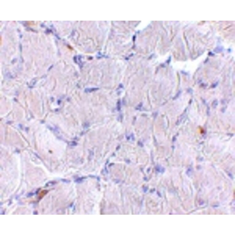 Immunohistochemistry - LIMP2 Antibody from Signalway Antibody (24706) - Antibodies.com