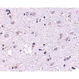 Immunohistochemistry - LASS5 Antibody from Signalway Antibody (24719) - Antibodies.com