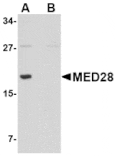 Western blot - MED28 Antibody from Signalway Antibody (24728) - Antibodies.com