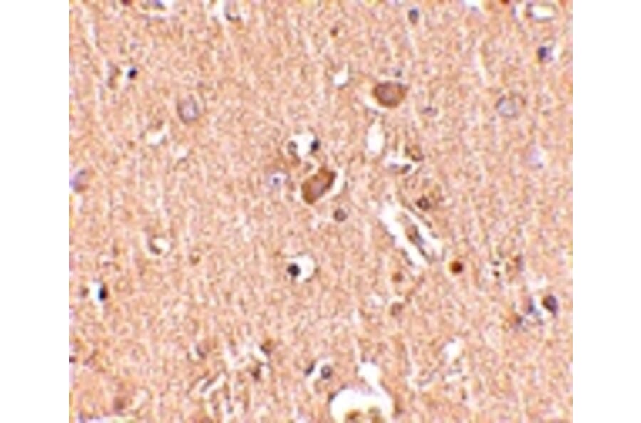 Immunohistochemistry - MED28 Antibody from Signalway Antibody (24728) - Antibodies.com