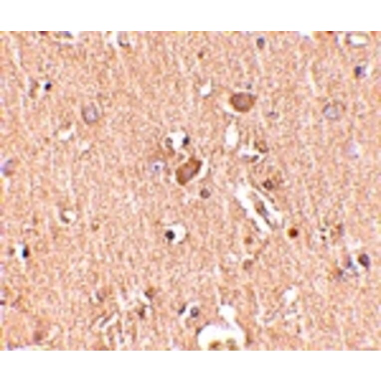 Immunohistochemistry - MED28 Antibody from Signalway Antibody (24728) - Antibodies.com