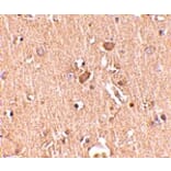 Immunohistochemistry - MED28 Antibody from Signalway Antibody (24728) - Antibodies.com